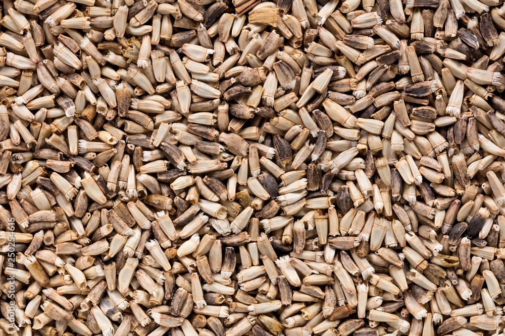 High quality seeds of chicory, in a texture form for your beautiful garden. Can be used by seed producers for create perfect new packaging with seed on background. High quality seeds of chicory, in a texture form for your beautiful garden. Can be used by seed producers for create perfect new packaging with seed on background.