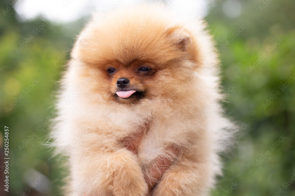 Beautiful orange dog - pomeranian Spitz. Puppy pomeranian dog cute pet happy smile playing in nature Beautiful orange dog - pomeranian Spitz. Puppy pomeranian dog cute pet happy smile playing in nature