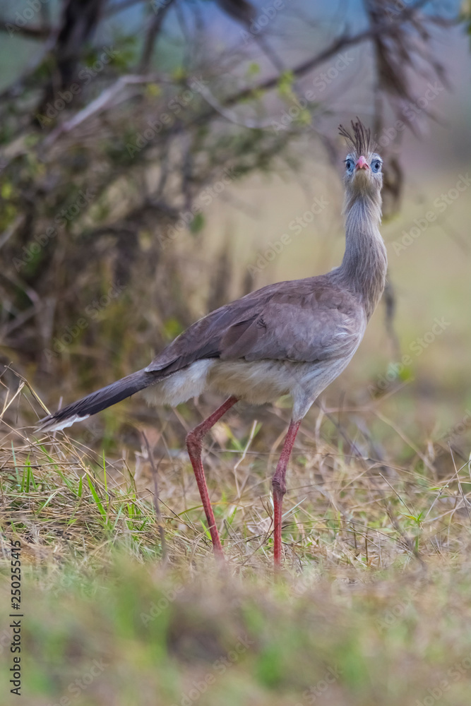 Naklejka premium Red legged Seriema, Pantanal , Brazil