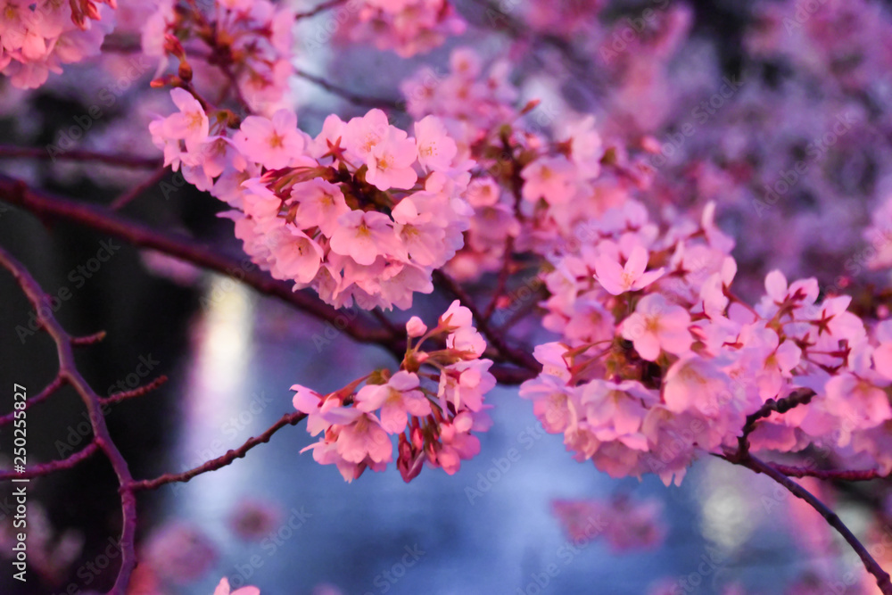 Close up of Japanese Sakura over Nakameguro river, in pink and blue colors.
Famous springtime cherry blossoms in full bloom in night time, with pink lantern lights over the river's water.