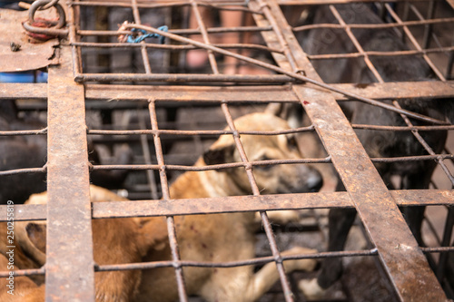 Dog in cage for sale as food, Tomohon, Sulawesi, Indonesia
