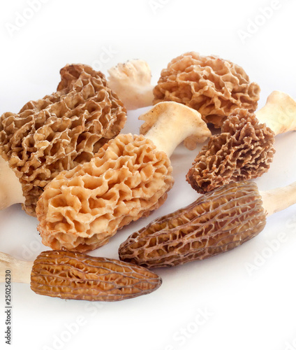 Morel mushrooms closeup on white background