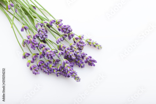 lavender on white background