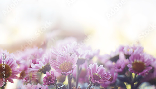 banner spring magic pink flowers close up on a blurred background