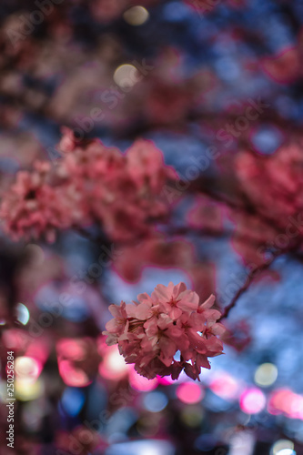 Close up of Japanese Sakura over Nakameguro river, in pink and blue colors. Famous springtime cherry blossoms in full bloom in night time, with pink lantern lights over the river's water.
