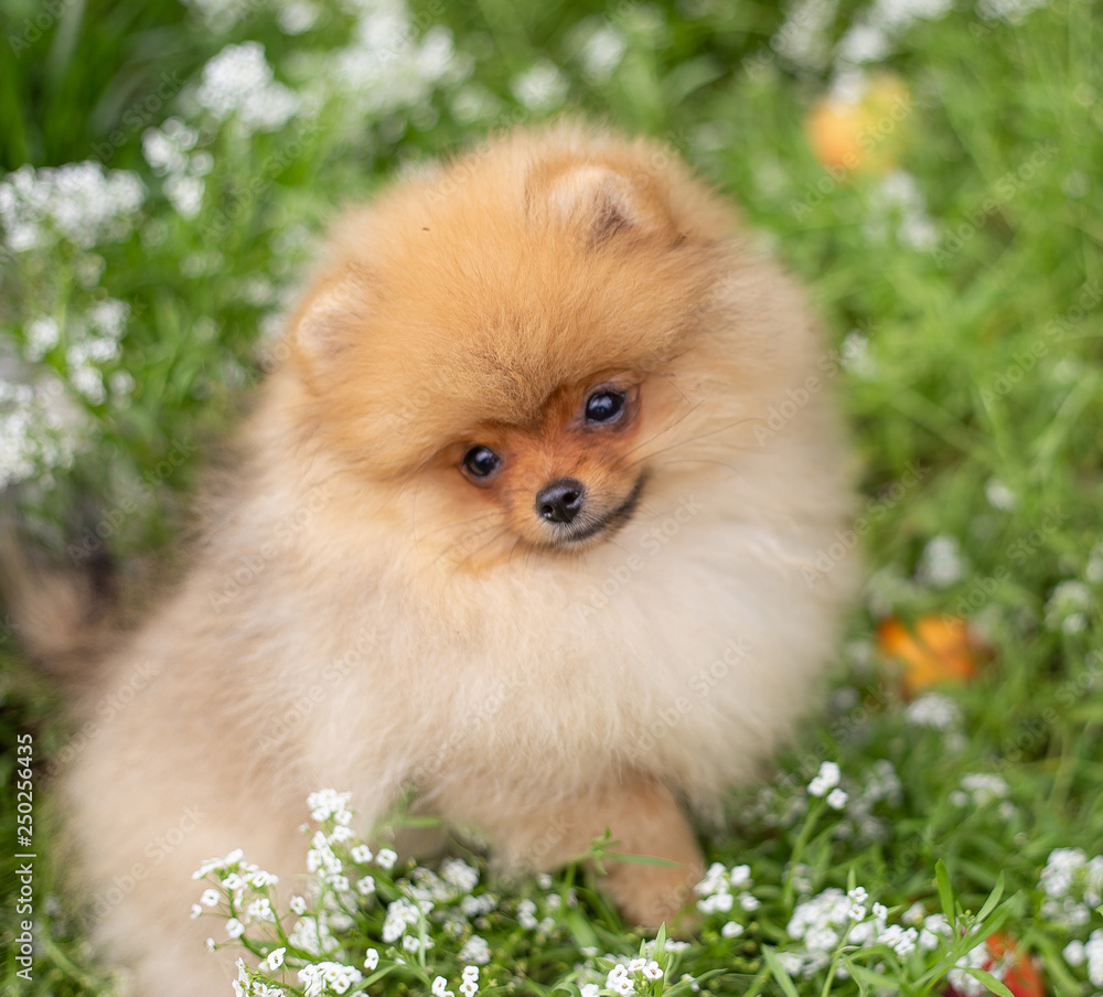 Pomeranian smile sales