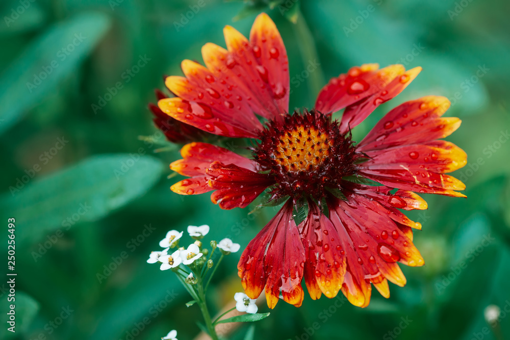 Scenic flowering gaillardia pulchella in macro. Amazing wet red yellow flower close-up with copy space. Wonderful petals with raindrops. Dew on beautiful blooming flower. Drops on plant. Rich flora.