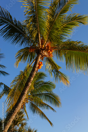 Coconut palm tree crown against clear blue sky  view from below. Mauritius island