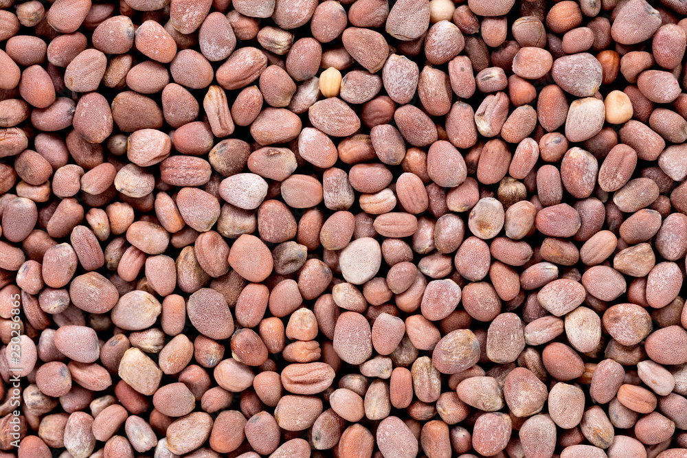 High quality seeds of radish, in a texture form for your green garden. Can be used by seed producers for create exquisite packaging with seed on background. High quality seeds of radish, in a texture form for your green garden. Can be used by seed producers for create exquisite packaging with seed on background.