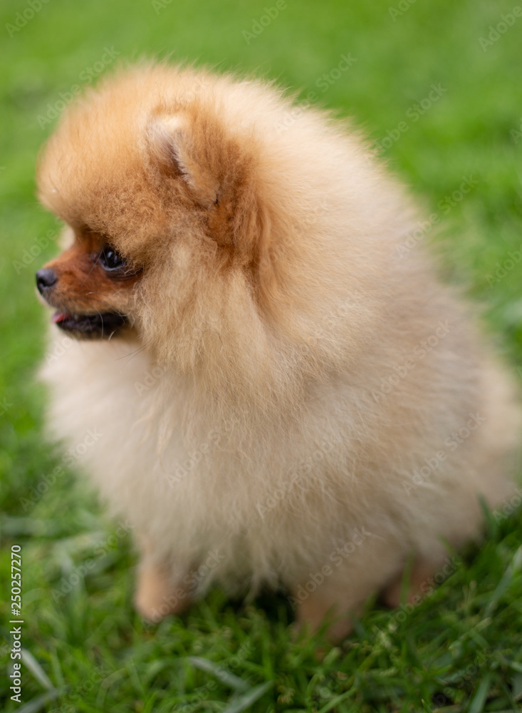 Beautiful orange dog - pomeranian Spitz. Puppy pomeranian dog cute pet happy smile playing in nature Beautiful orange dog - pomeranian Spitz. Puppy pomeranian dog cute pet happy smile playing in nature