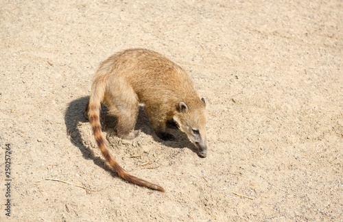 South American coati (Nasua nasua), sniffing, captive photo