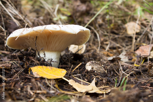 forest, mushroom, autumn