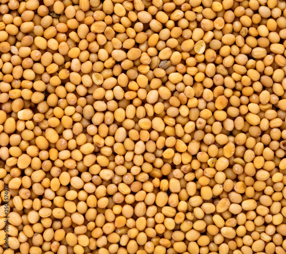 High quality seeds of mustard, in a texture form for your awesome garden. Can be used by seed producers for create extraordinary packaging with seed on background. High quality seeds of mustard, in a texture form for your awesome garden. Can be used by seed producers for create extraordinary packaging with seed on background.