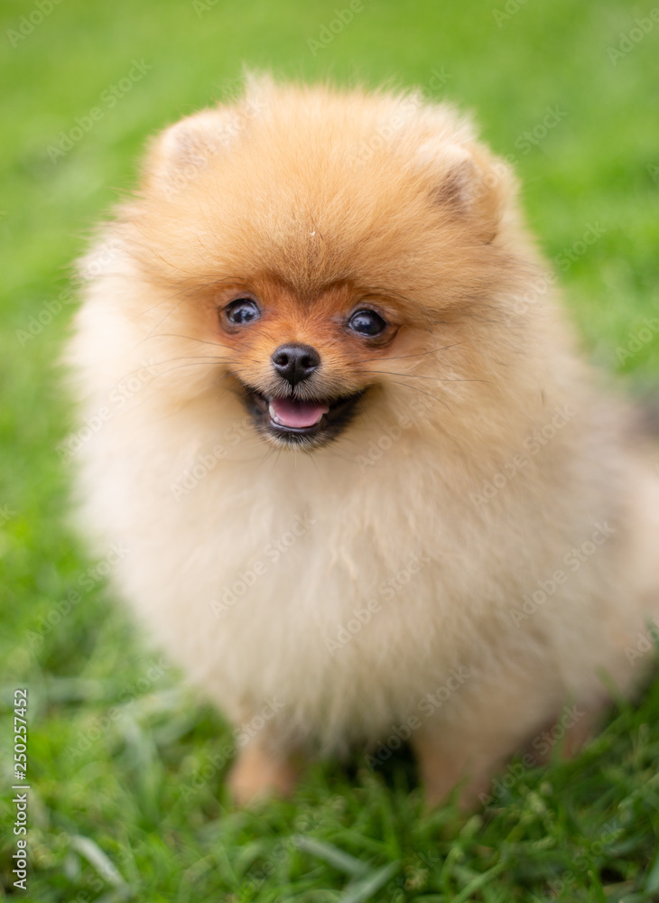 Beautiful orange dog - pomeranian Spitz. Puppy pomeranian dog cute pet happy smile playing in nature