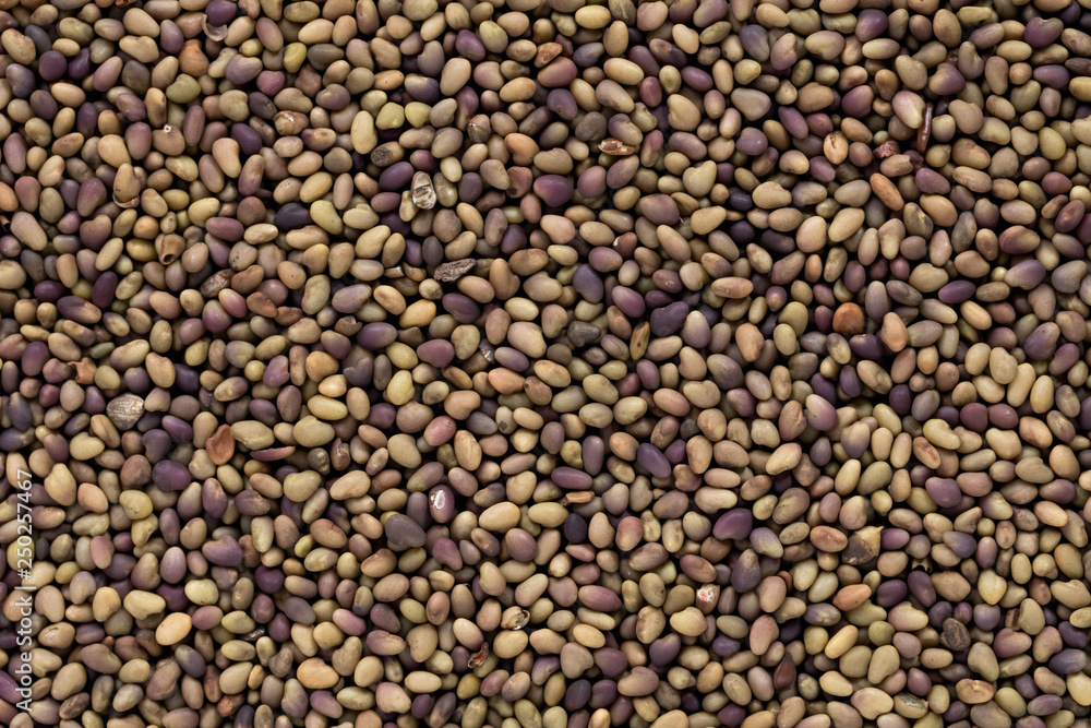 High quality seeds of clover, in a texture form for your awesome garden. Can be used by seed producers for create beautiful packaging with seed on background. High quality seeds of clover, in a texture form for your awesome garden. Can be used by seed producers for create beautiful packaging with seed on background.