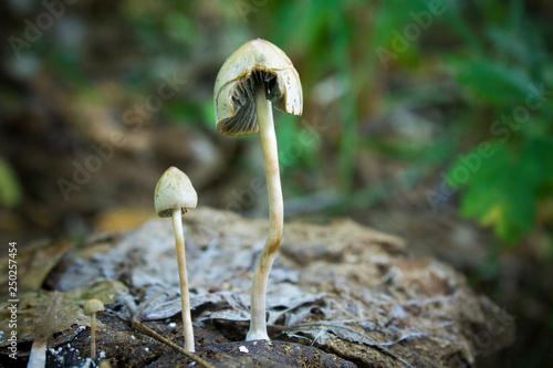 mushrooms, macro