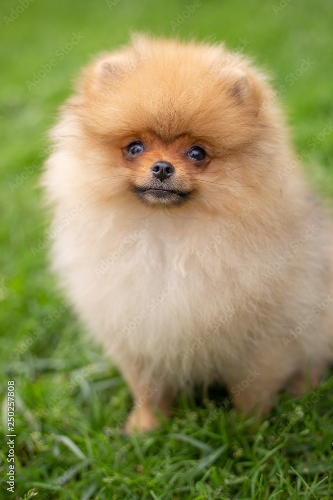 Beautiful orange dog - pomeranian Spitz. Puppy pomeranian dog cute pet happy smile playing in nature