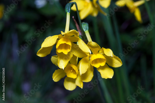 Narcissus cordubensis 'Lemon' (daffodil) growing outdoors in the spring season photo