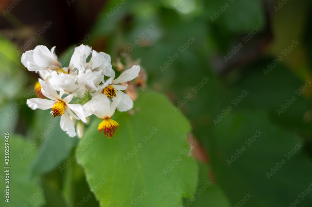 Bidens pilosa, Asteraceae Spanish needle, Beggars tick Bidens pilosa, Asteraceae Spanish needle, Beggars tick