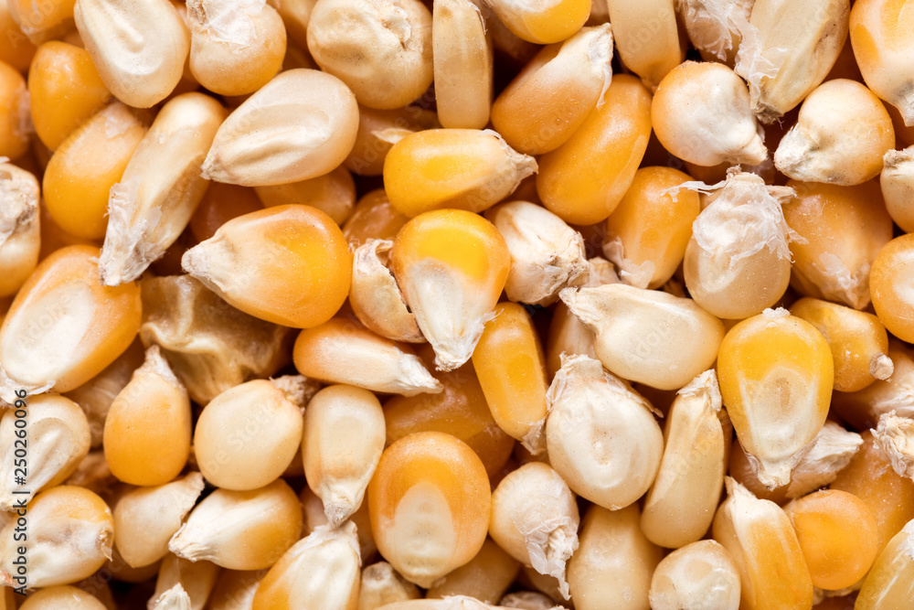 High quality seeds of popcorn, in a texture form for your unique garden. Can be used by seed producers for create stylish packaging with seed on background.