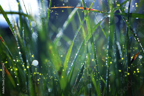 Abstract and magical image of Firefly flying in grass at Twilight time. Fairy tale concept