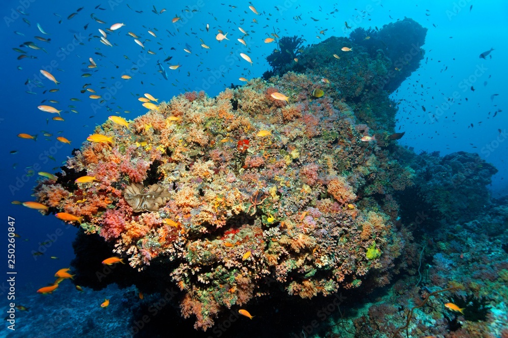 Coral reef, coral block, various red soft corals (Dendronephthya sp