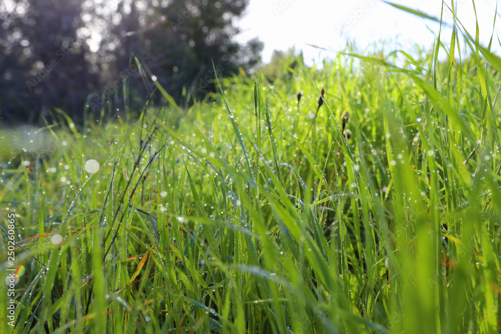 Background of morning dew drops on spring bright green grass. selective focus Background of morning dew drops on spring bright green grass. selective focus