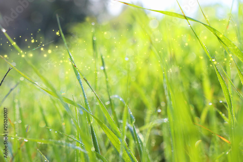 Background of morning dew drops on spring bright green grass. selective focus