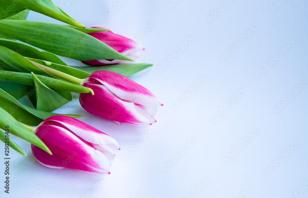 March 8th International Women`s Day Spring Festival red ribbon with carnation greeting card