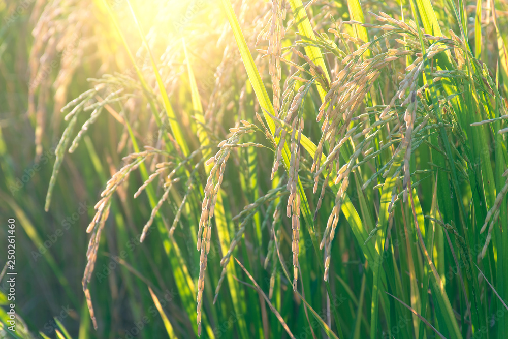 Rice field during sunset in summer time in tropical area in Thailand. Rice field during sunset in summer time in tropical area in Thailand.