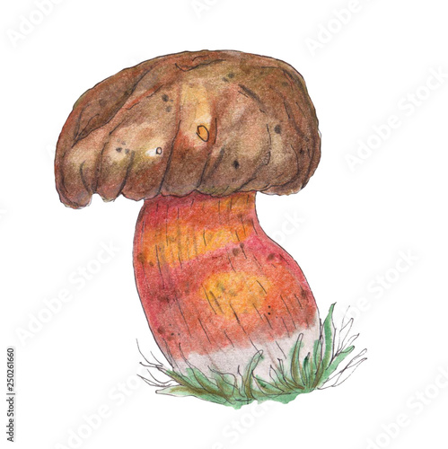 Photography Original lurid boletus.