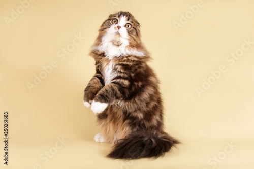Wallpaper Mural Scottish fold longhair cat on colored backgrounds Torontodigital.ca