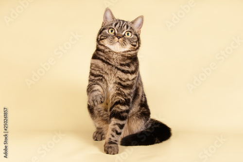 Scottish straight shorthair cat on colored backgrounds