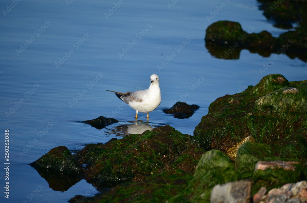 Seagull and sea. Seagull and sea.
