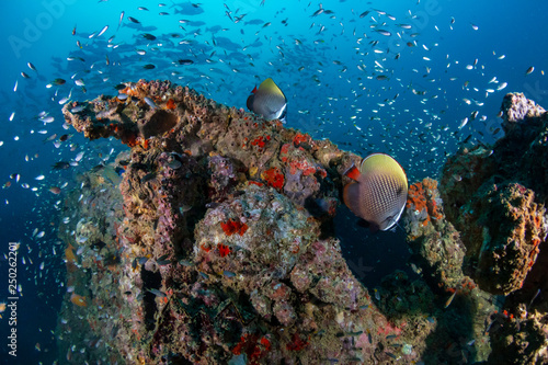 Tropical fish around an underwater shipwreck in the Andaman Sea photo