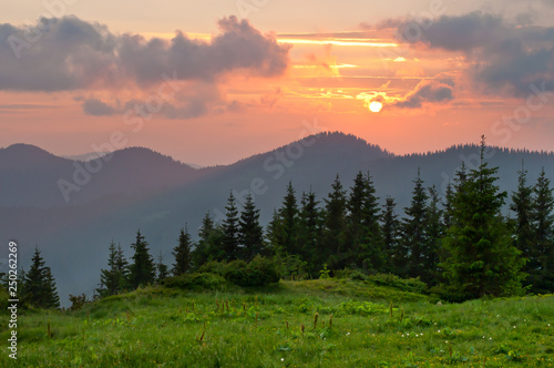 Srpuce and pine trees on a lush green meadow