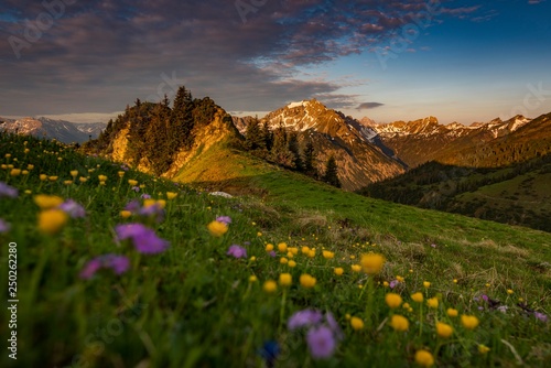 Sunrise behind meadow with Globeflowers (Trollius europaeus) and Allgauer Bergen in the background, Tannheimer Tal, Tyrol, Austria, Europe photo