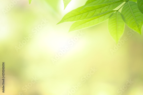 Closeup beautiful view of nature green leaf on blurred greenery tree background with sunlight in garden . It is natural ecology plant and environment copy space concept using for wallpaper
