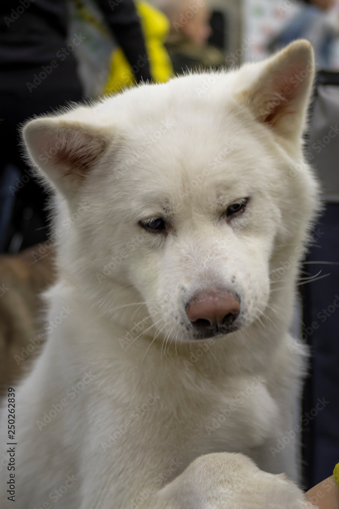 Samoyed Dog Portrait of sad white furry doggy. Front view.