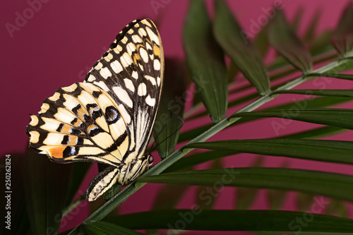 Exotic butterfly perched on...