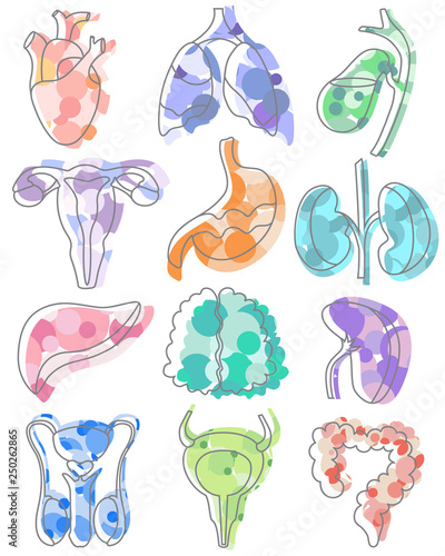 Abstract vector organs. Parts of human body: heart, lungs, stomach, liver, brain, female reproductive system, bladder, gallbladder, intestines, male reproductive system, spleen, kidneys, pancreas.