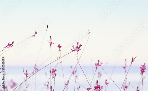 Small flowers of gaura lindheimeri on sunset sea and sky photo