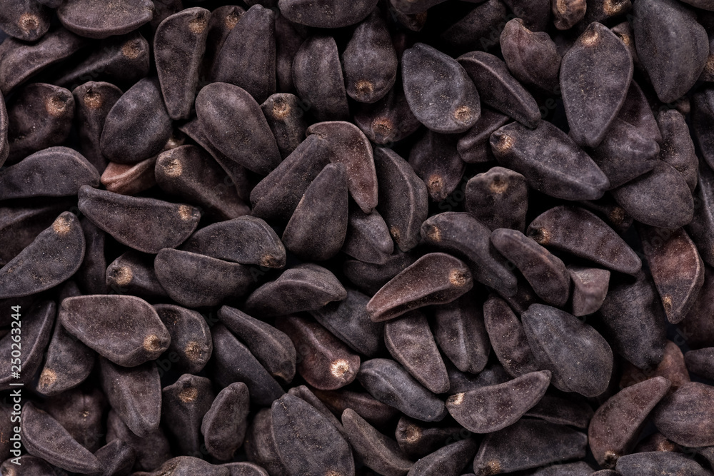High quality seeds of ipomoea, gentle flower in a texture form for your adorable garden. Can be used by seed producers for create exquisite packaging with seed on background. High quality seeds of ipomoea, gentle flower in a texture form for your adorable garden. Can be used by seed producers for create exquisite packaging with seed on background.