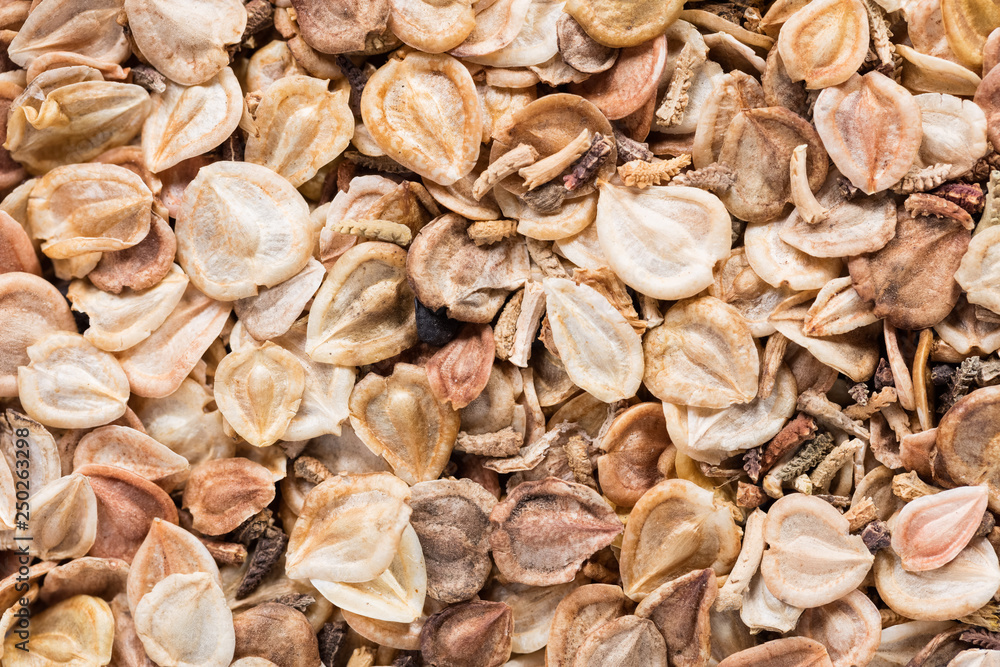 High quality seeds of dimorphotheca, flower in a texture form for your adorable garden. Can be used by seed producers for create exquisite packaging with seed on background. 