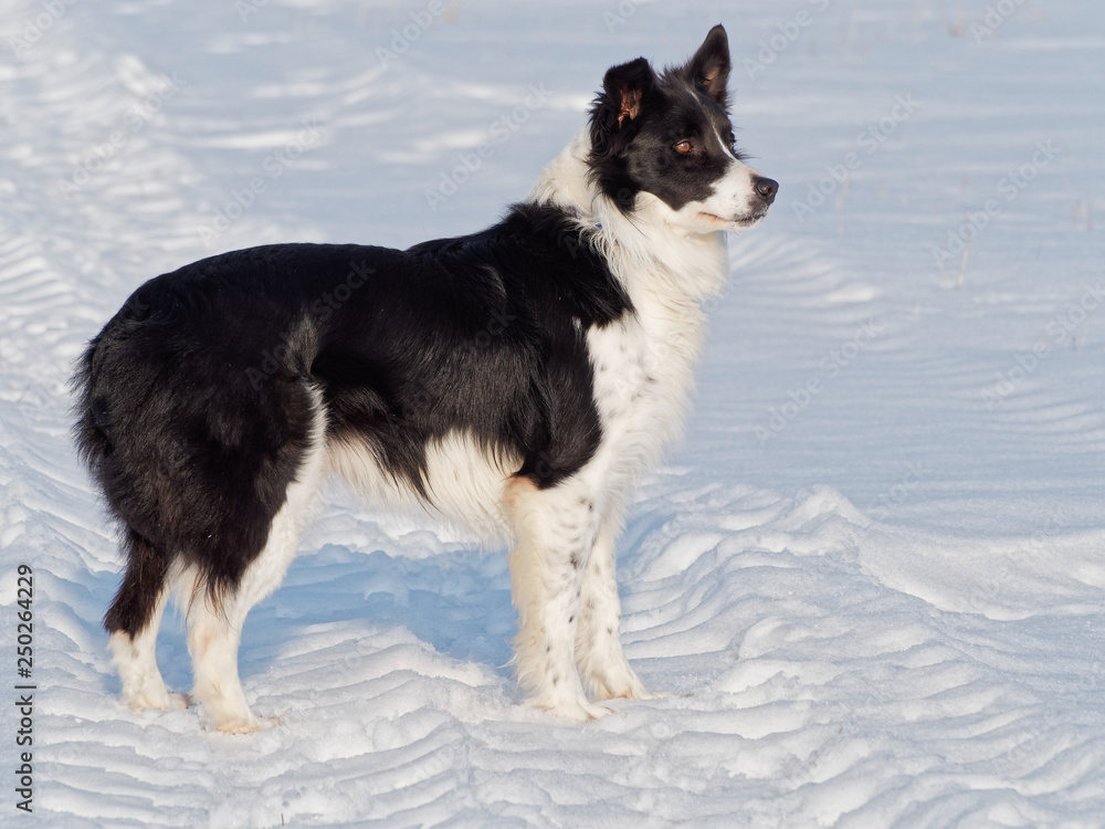 Sigi, border collie Sigi, border collie