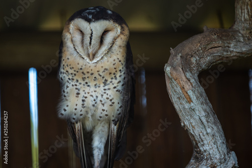 An African Grass Owl sleeping on it's perch. .