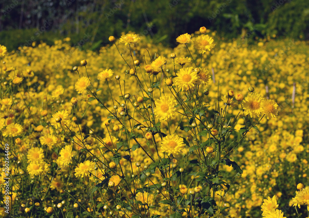 Obraz premium Beautiful Chrysanthemum morifolium Ramat in sun light