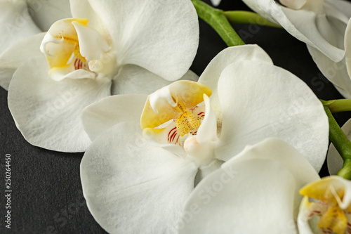 Beautiful orchid flowers on dark background  closeup