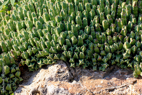 Euphorbia resinifera (Cactus, succulent, plante grasse) photo