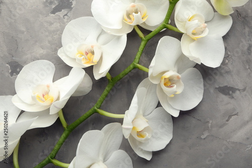 Fototapeta Naklejka Na Ścianę i Meble -  Beautiful orchid flowers on grey background